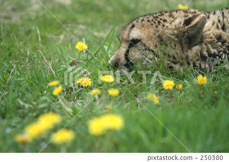 Cheetah Cheetah 250380