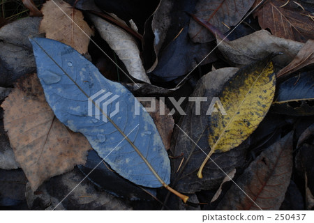 落葉 250437