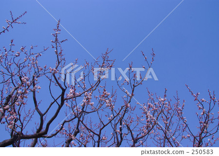 藍天和李子 藍天和李子 250583