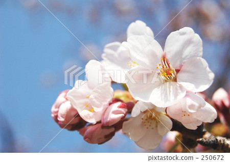 Yoshino cherry tree 250672