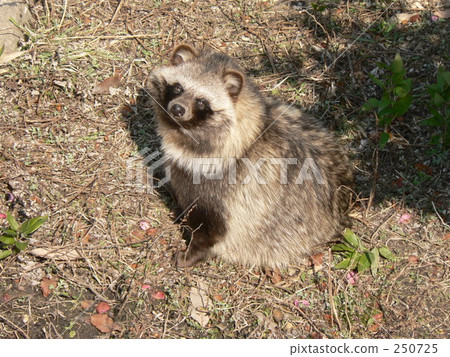 Hondo Tanuki Hondo Tanuki 250725