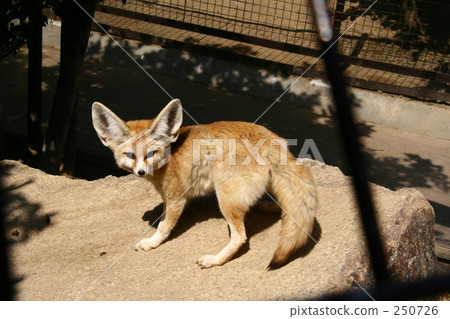 Fennec Fennec 250726