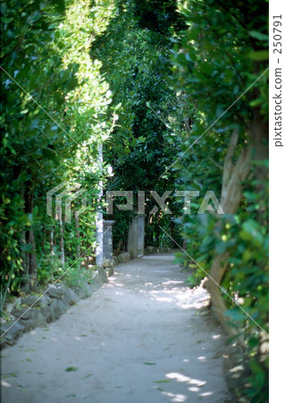 Bise Fukui Trees 250791