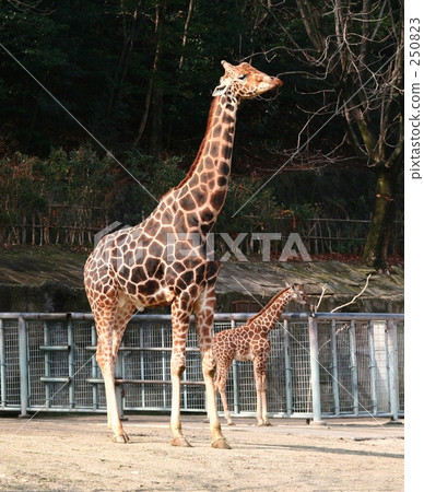 Reticulated giraffe Reticulated giraffe 250823