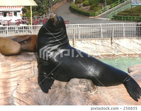 Califolornia海獅男性 Califolornia海獅男性 250835