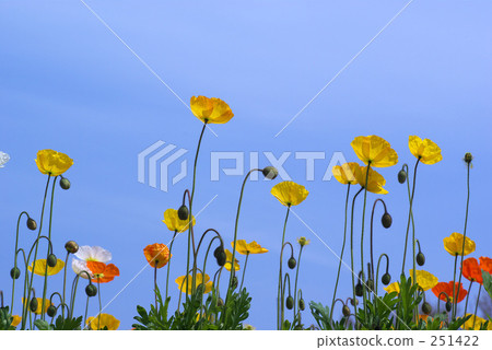 罌粟 罌粟 251422