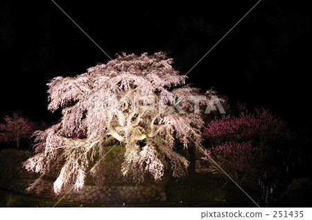 櫻花 櫻 賞櫻 251435