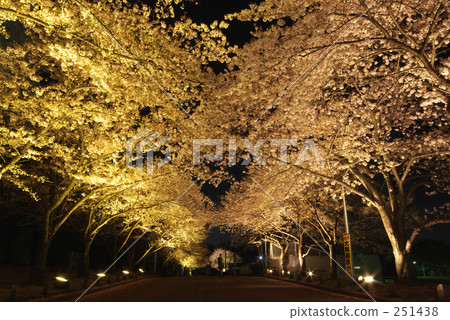 夜晚的櫻花 251438