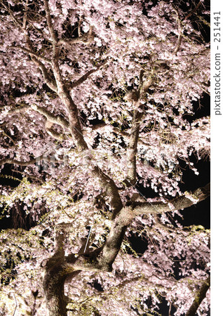 櫻花 櫻 賞櫻 251441
