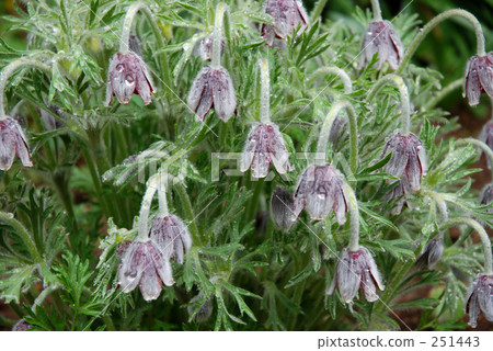 春天·Okina草(Kidgumaceae) 春天·Okina草(Kidgumaceae) 251443