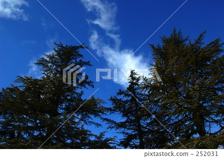 日光 枝葉 自然景色 252031