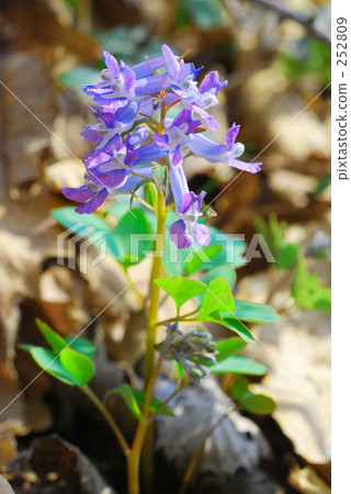 延胡索 延胡索 252809