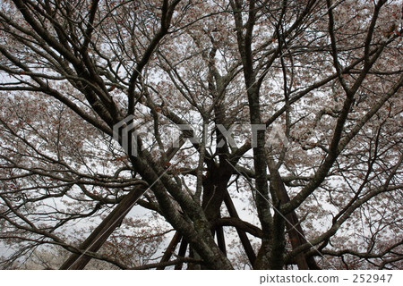 櫻花Shimauma（櫻花與橋） 252947