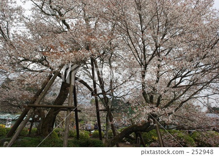 Kurakubi的櫻花Fumaoka 252948