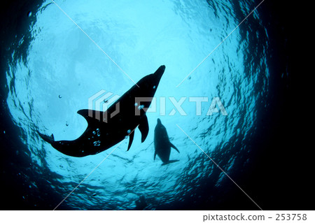 Parent and child dolphin silhouette Parent and child dolphin silhouette 253758