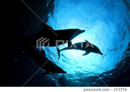 Dolphin Silhouette 253759