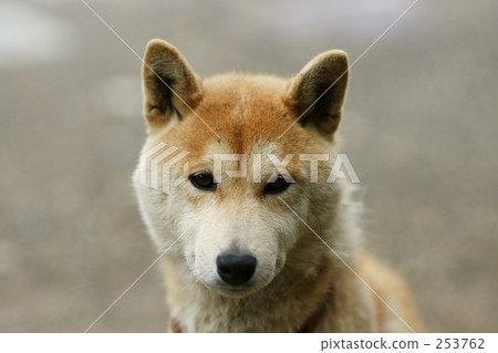 Shiba Inu 253762