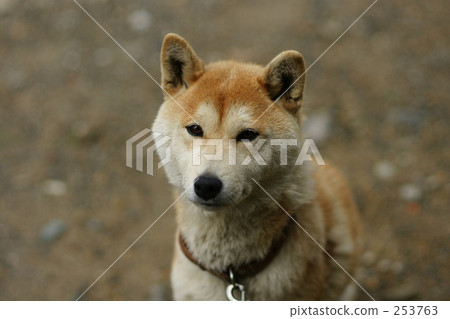 Shiba Inu 253763
