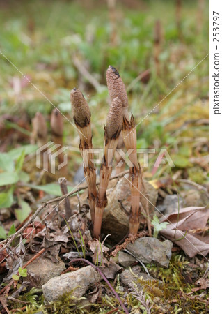 馬尾 馬尾 253797