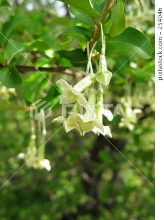 Natuzumi flowers 254046