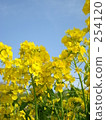 油菜田 254120