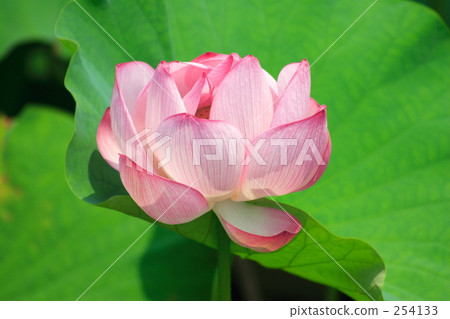 一朵蓮花 254133