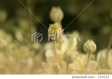 芽 芽 254135