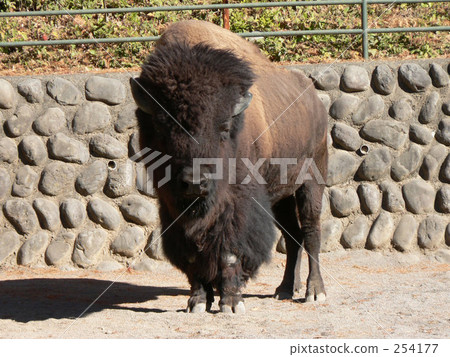 American bison　 254177