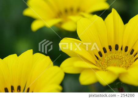 Kunshoshugiku 254200