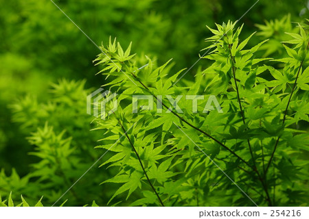 新鮮的綠色楓樹 新鮮的綠色楓樹 254216