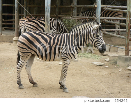 查普曼斑馬 查普曼斑馬 254245