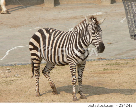 格蘭特斑馬 格蘭特斑馬 254248