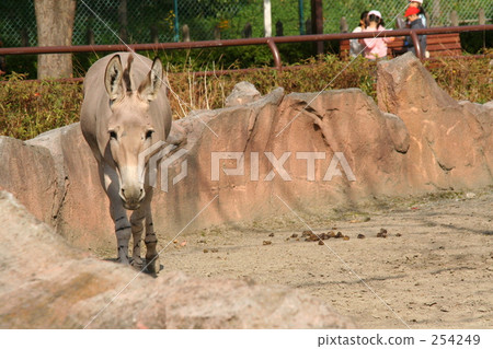 Somarinonoroba Somarinonoroba 254249