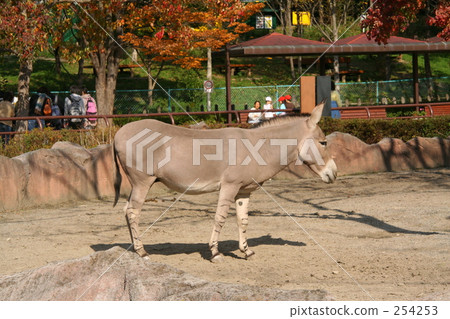 Somarinonoroba Somarinonoroba 254253