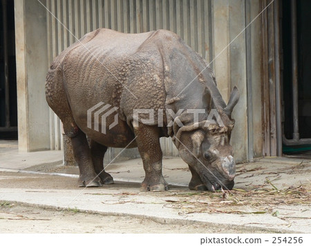 印度戒指 印度戒指 254256