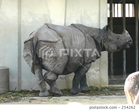 Indian Ring Indian Ring 254262