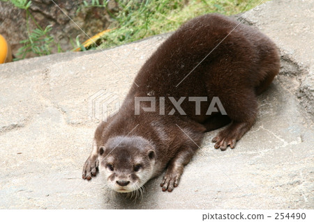 Kotsumekawauso Kotsumekawauso 254490