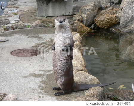 Canadian otter standing pose 254494