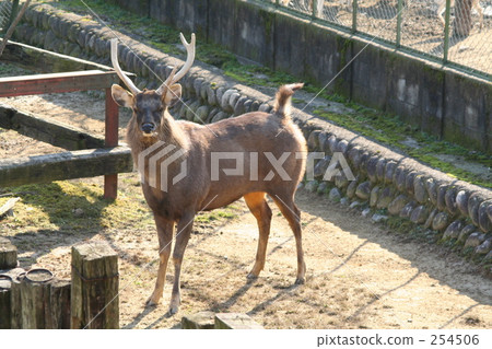Sambar 254506
