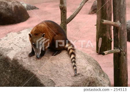 Red-beaked bear 254513