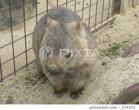 Wombat  254555