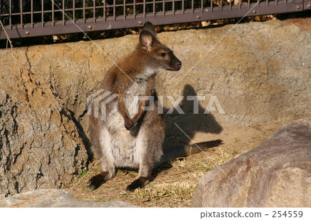 Wallaby 254559