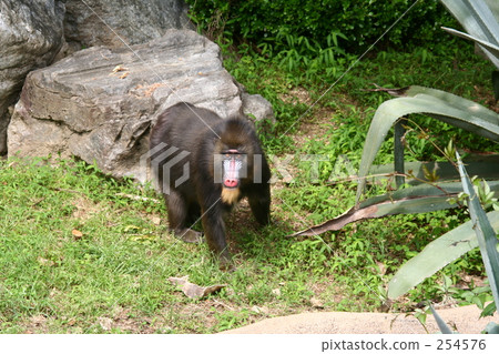 Mandrill · Mess Mandrill · Mess 254576