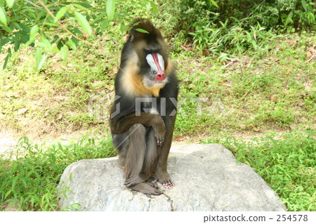 Mandrill Mandrill 254578