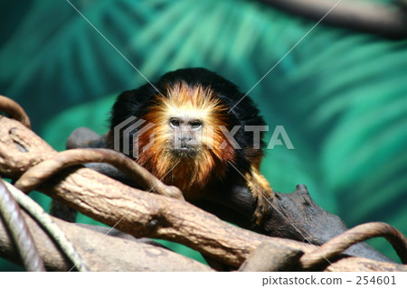 Dough groom tamarin Dough groom tamarin 254601
