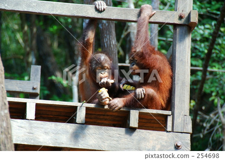Orangutan Orangutan 254698