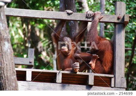 Orangutan Orangutan 254699