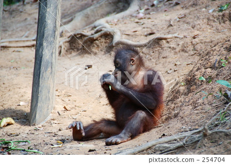 Orangutan Orangutan 254704