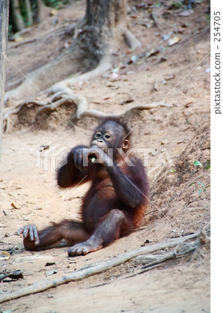 Orangutan 254705