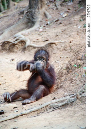Orangutan Orangutan 254706